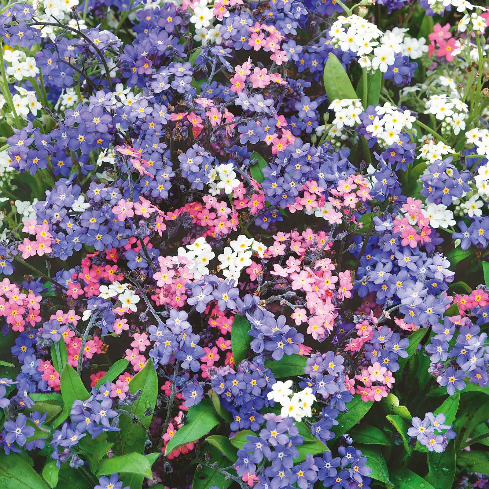 Blue and pink forget me not mixed flowers filling a bright garden setting.