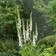 Foxglove Seeds - Alba