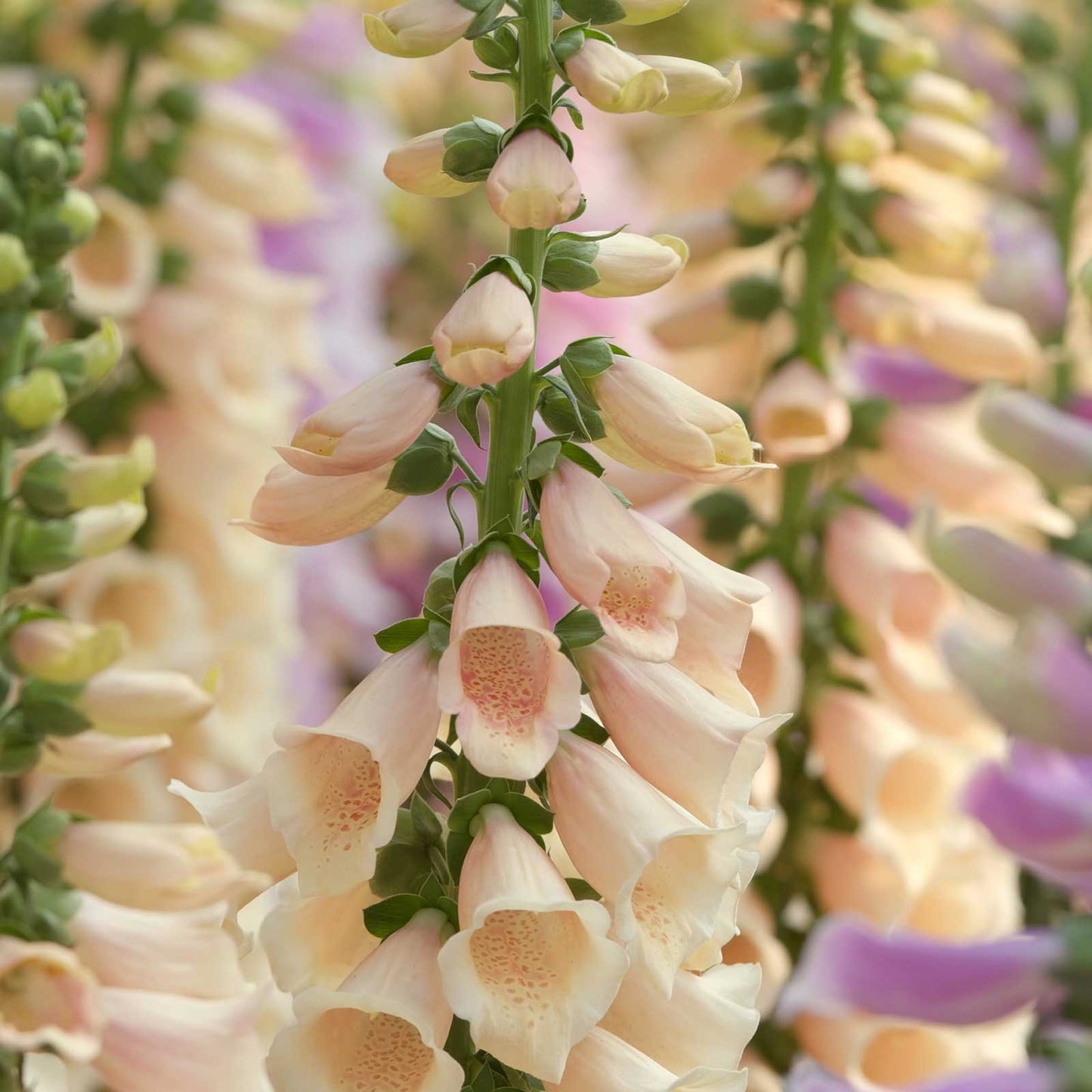 Apricot foxglove apricot beauty blooms on tall stems against a blurred green background.
