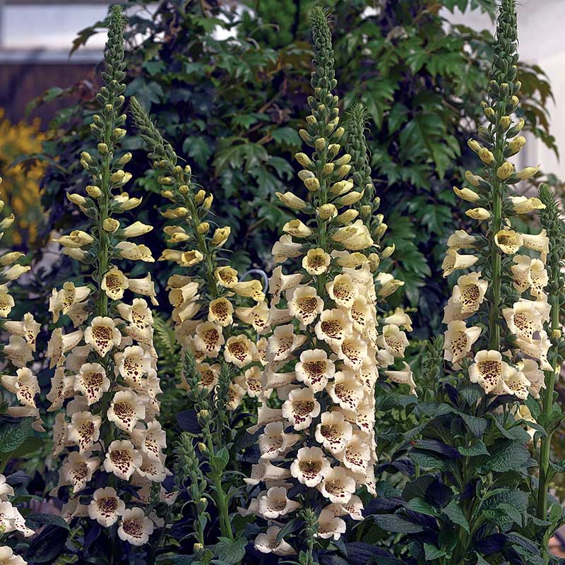 Group of foxglove camelot cream plants with white and yellow flowers in a garden setting.