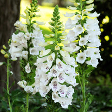 Foxglove dalmatian white flowers with purple spots in a garden setting
