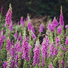 Purple foxglove flowers on tall stems growing in a bright garden setting.