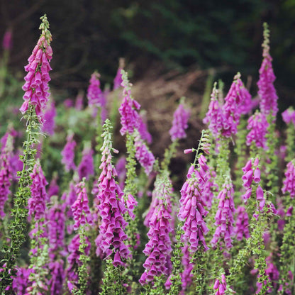Purple foxglove flowers on tall stems growing in a bright garden setting.