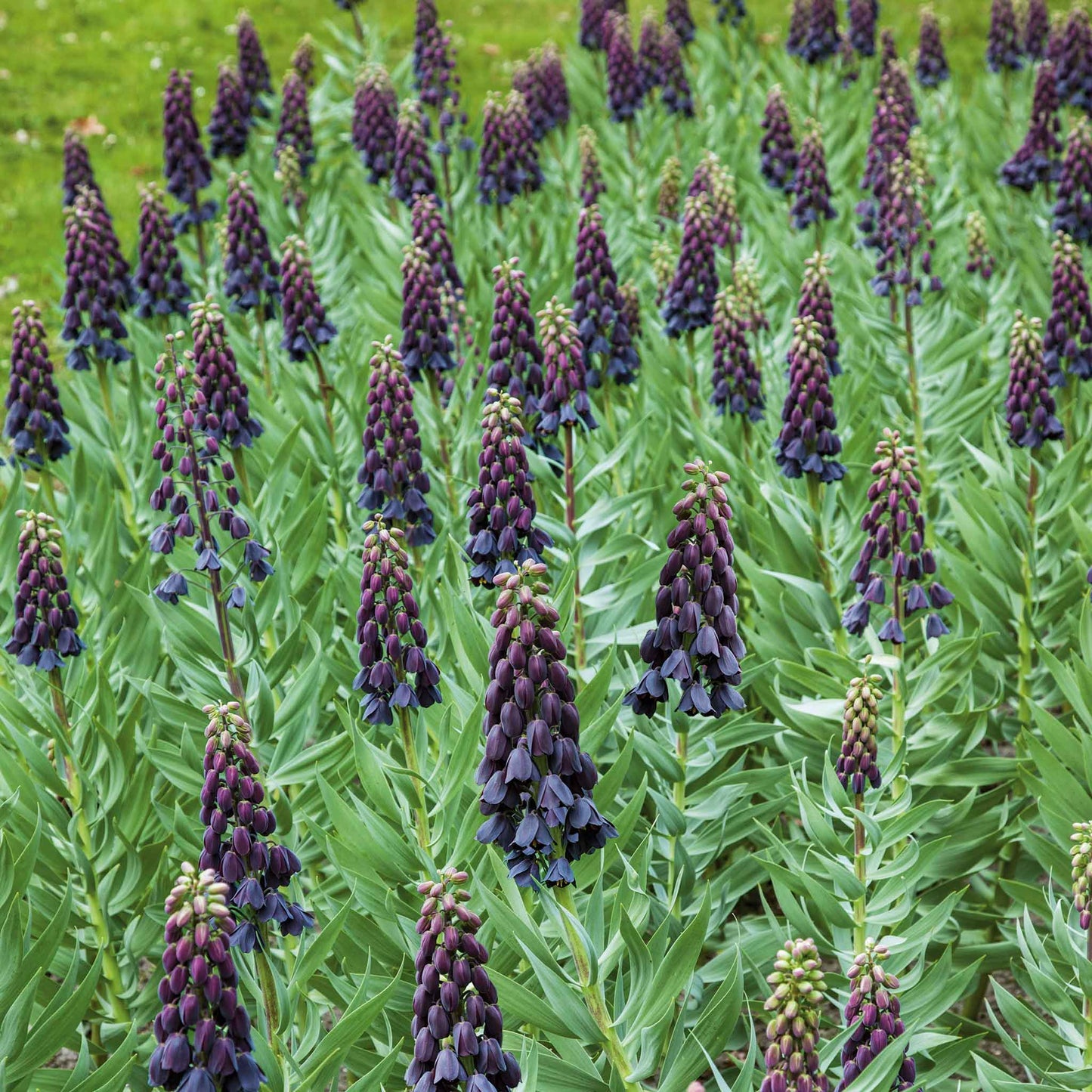 A purple Persica fritillaria flower with bell-shaped blooms hangs from a tall, slender stem.