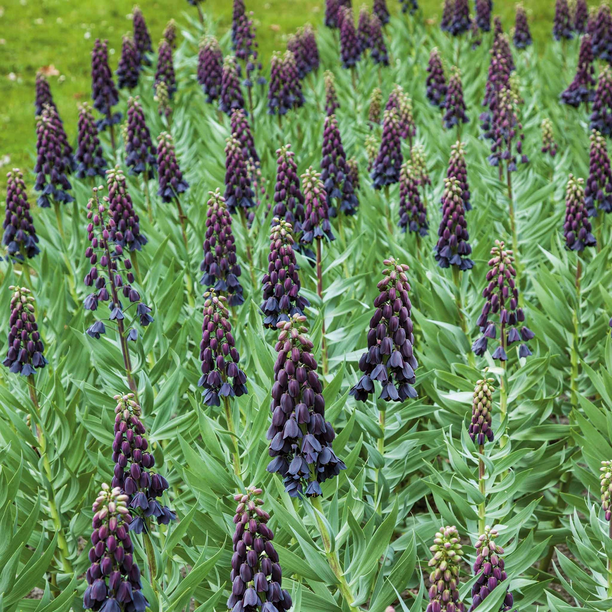 A purple Persica fritillaria flower with bell-shaped blooms hangs from a tall, slender stem.