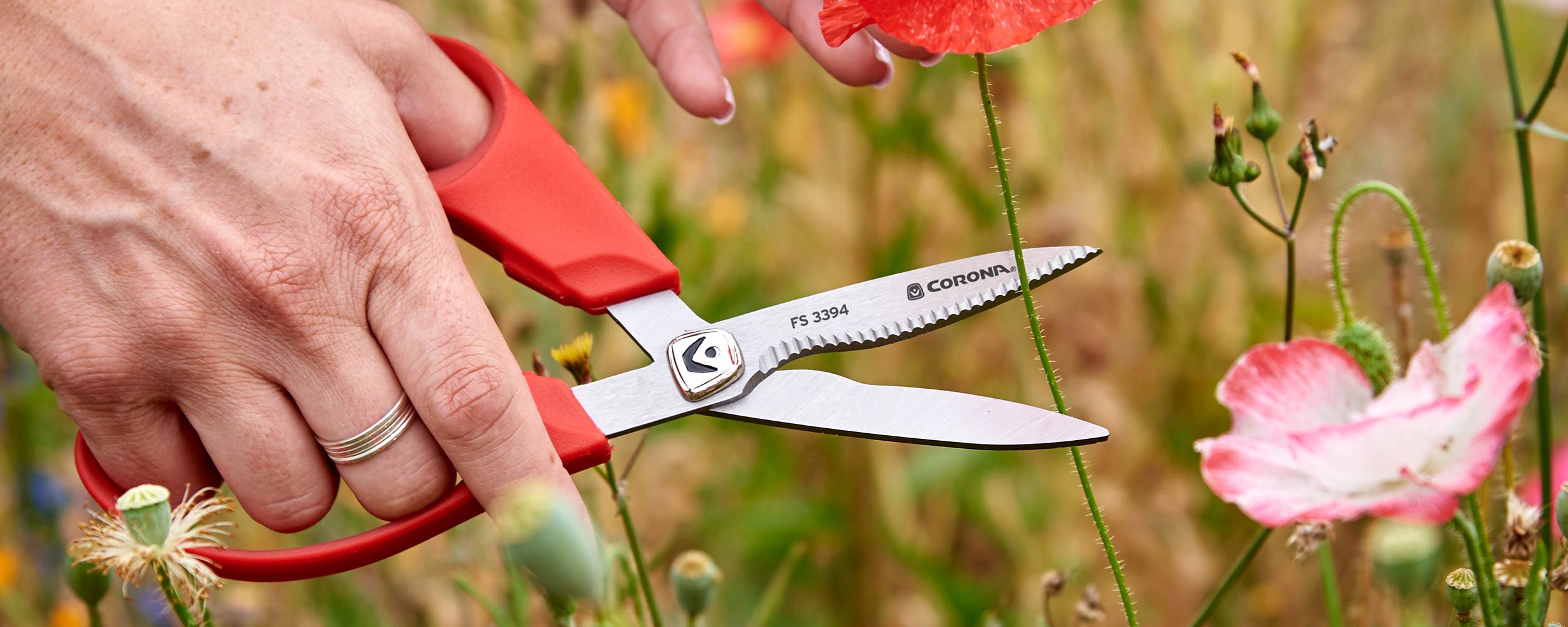 A close-up of a person's hands using red-handled Corona scissors to cut a red poppy in a field of flowers.