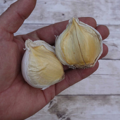 Hand holding garlic elephant bulbs with white skin partially removed.