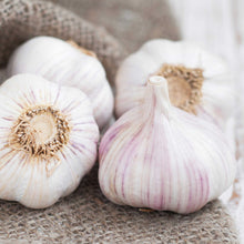 Garlic messidor bulbs with white and purple skin