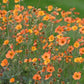 A field of orange geum totally tangerine flowers with a blurred background.