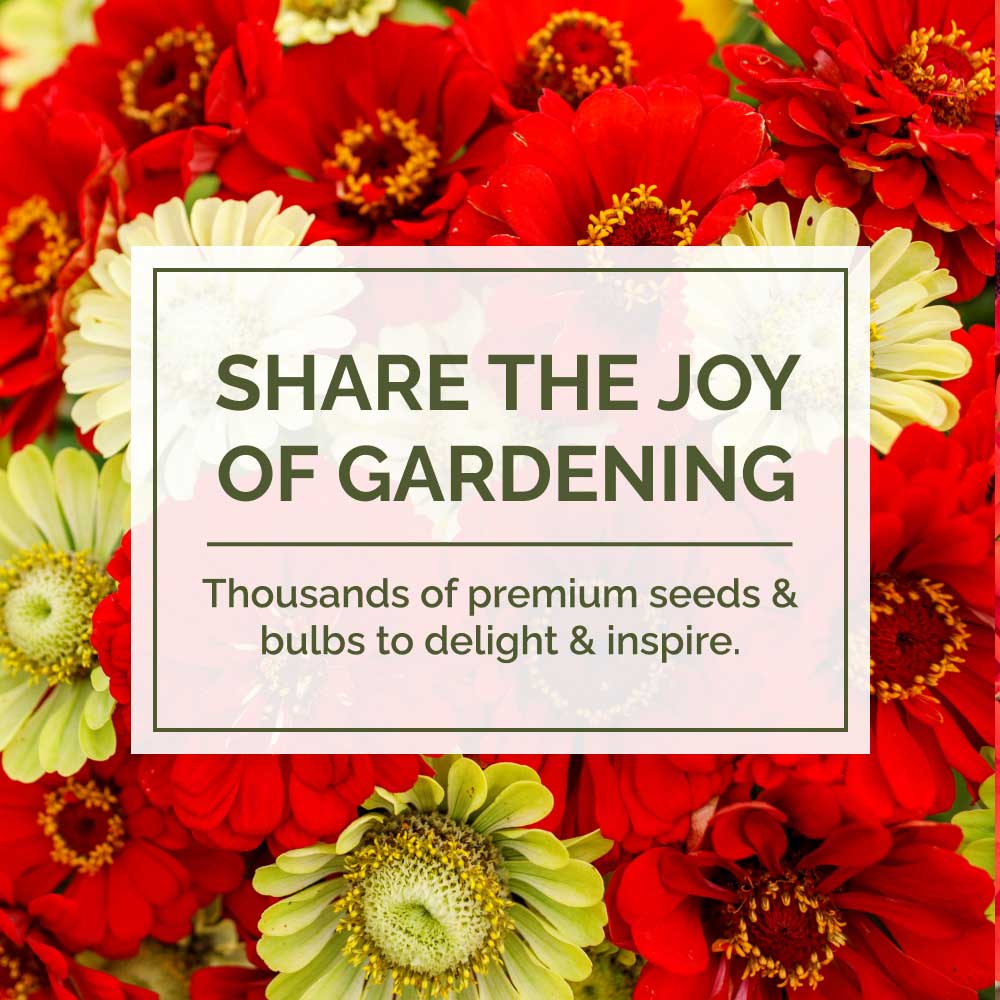 Red and yellow flowers with a text overlay about gardening seeds and bulbs.