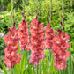 Indian Summer gladiolus flowers with white centers and hints of yellow, arranged in a vibrant, full bloom. | copyright: Floramedia UK Ltd