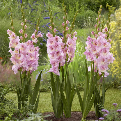 Pink Magenta Princess gladiolus flowers in a garden setting with greenery.