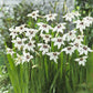 A white cluster of Peacock Orchid Gladiolus flowers in a garden setting.