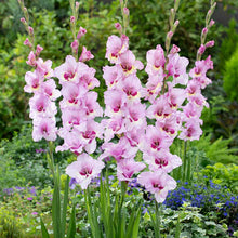 Zamora gladiolus flowers in various colors, showcasing their tall stalks and multiple blooms. | copyright: Floramedia UK Ltd