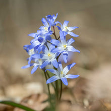 Glory of the Snow Blue flowers with white centers on a blurred natural background