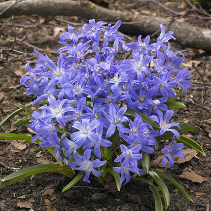 Cluster of glory of the snow blue flowers with green leaves on a natural background