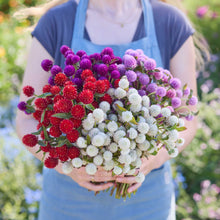 Person holding a bouquet of colorful flowers from the gomphrena bundle in a natural setting