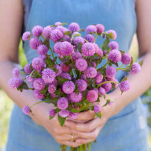 Person holding a bouquet of gomphrena lavender lady flowers in a garden setting