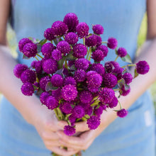 Person holding a bouquet of gomphrena purple flowers in a garden setting