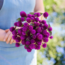 Person holding a bouquet of gomphrena purple flowers in a garden setting