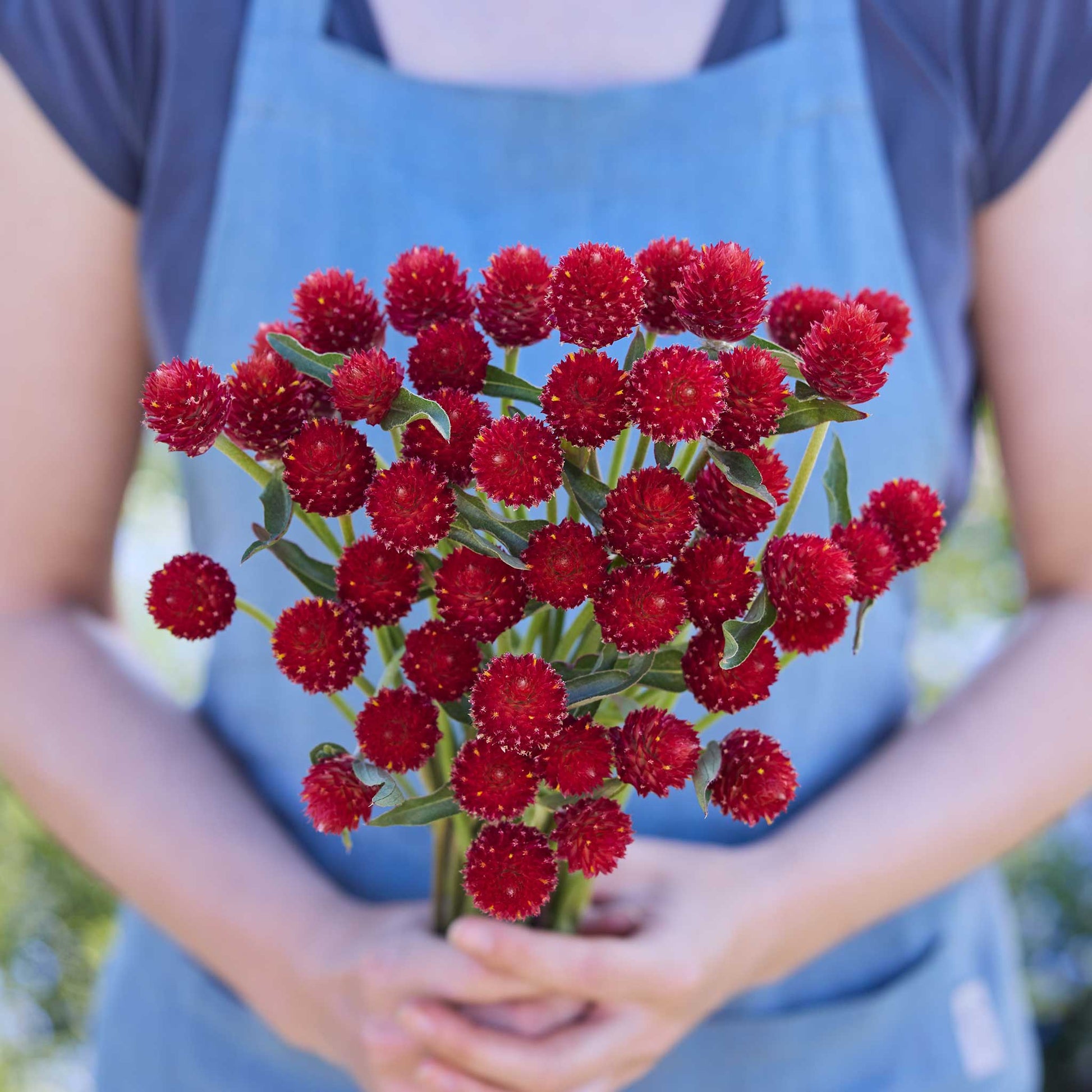 Person holding a bouquet of gomphrena strawberry fair flowers in a garden setting