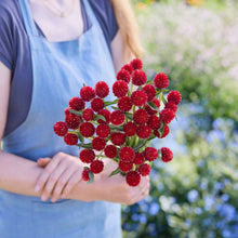 Person holding a bouquet of gomphrena strawberry fair flowers in a garden setting