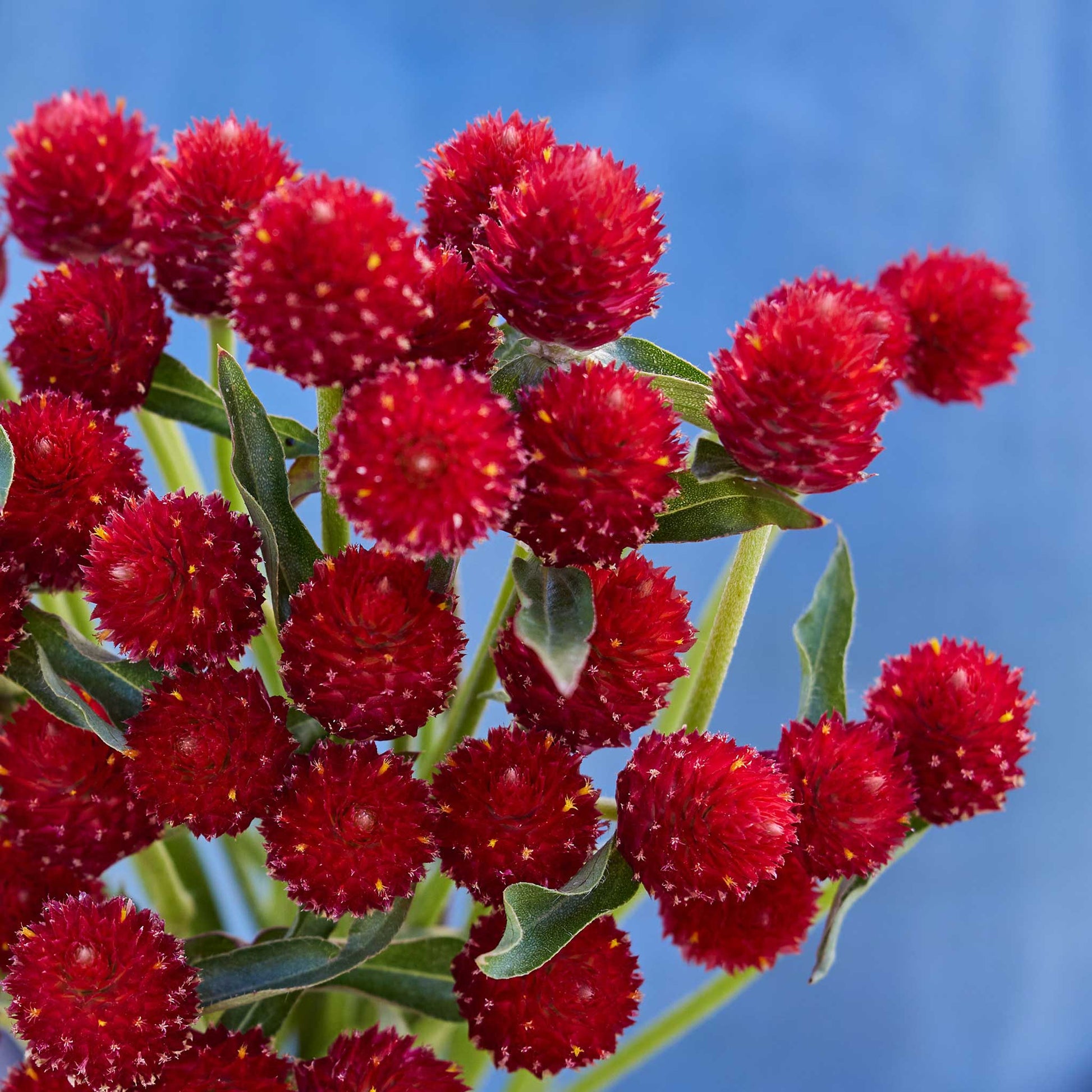 Close-up of red gomphrena strawberry fair flowers against a blue sky.