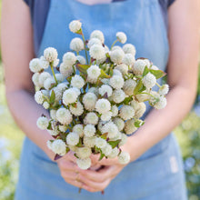 Person holding a bouquet of gomphrena white flowers in a garden setting