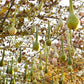 Several Dipper Gourdes hanging from curved stakes showing their bulbous bodies and long stems.