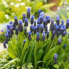 Close-up of vibrant purple-blue Latifolium grape hyacinths blooming in a cluster with green foliage. | copyright: Floramedia UK Ltd