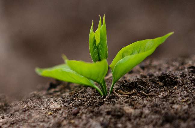 seedling in ground