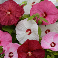Close-up of pink, white, and red hibiscus luna mix flowers with green leaves.