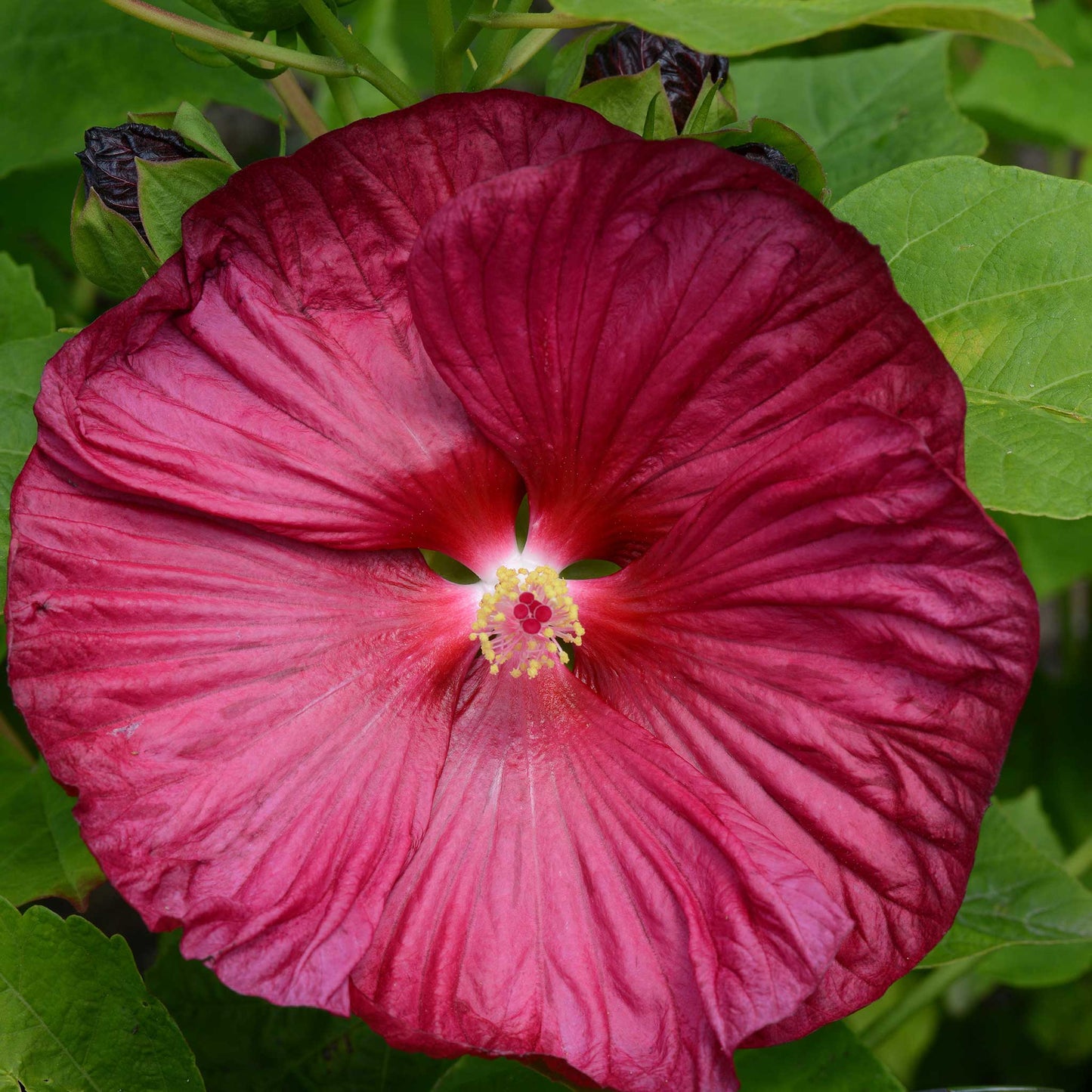 Close-up of a vibrant pink hibiscus luna rose flower with green leaves in the background