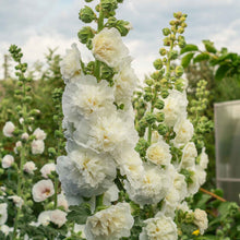 Hollyhock majorette double white ruffled blooms on a tall green stem.