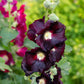 Hollyhock nigra dark almost black ruffled petals against a green garden background.