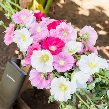 Hollyhock summer carnival mix bright pink ruffled blooms with dark centers.