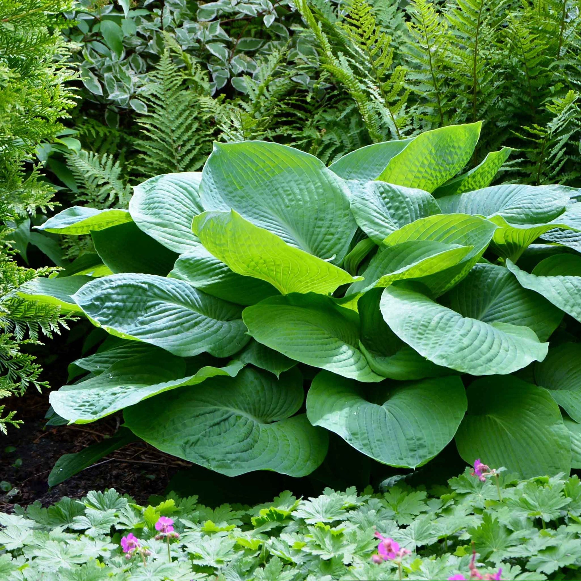 A vibrant jurrasic park hosta plant with large, heart-shaped leaves is shown in a lush garden setting.