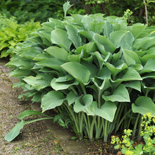A vibrant Hosta 'Krossa Regal' plant with large, blue-green leaves, perfect for a shady garden spot.