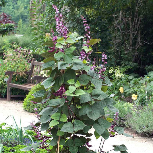 Hyacinth bean purple flowers and green leaves climbing a vine in a leafy garden.