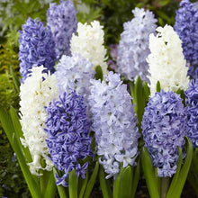 A close-up shot of a cluster of vibrant blue mix hyacinth flowers with lush green leaves.