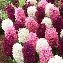 A close-up shot of a cluster of vibrant pink mix hyacinth flowers with lush green leaves.