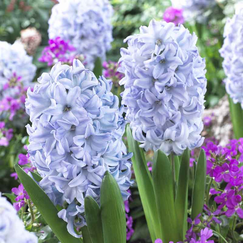 A close-up shot of sky jacket hyacinth flowers, showcasing their delicate petals and vibrant colors.