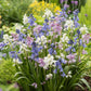 A vibrant mix of wood hyacinth of purple, pink, and white flowers blooming in a garden. | copyright: Floramedia UK Ltd