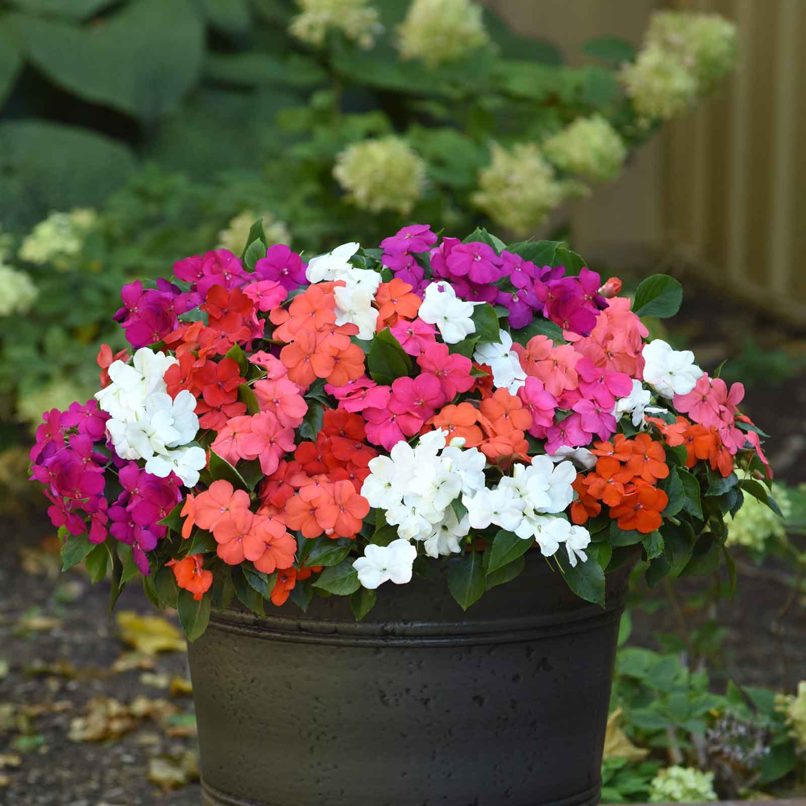 Impatiens beacon mix mixed pink, orange and white blooms against a soft blurred green backdrop.