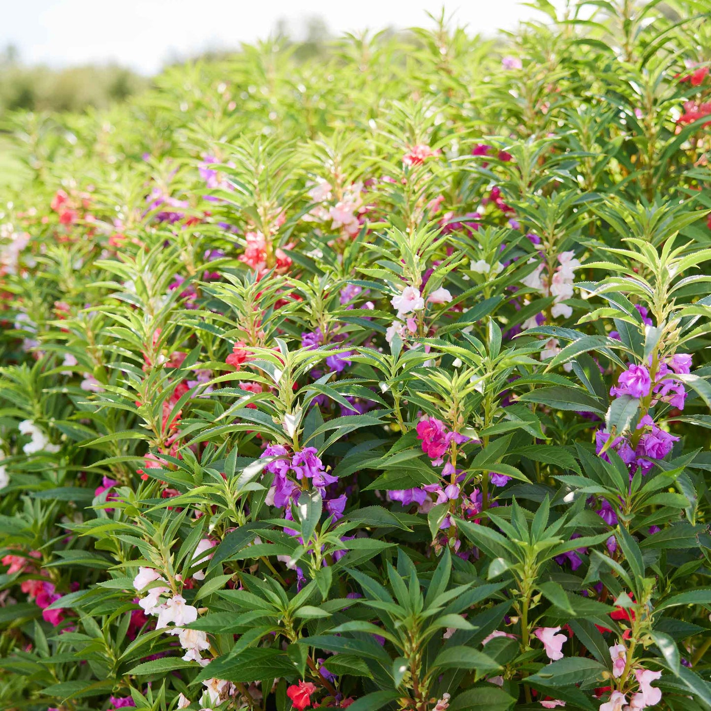 Impatiens camelia flowered pink ruffled bloom with layered petals on a green background.