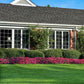 Impatiens solarscape magenta bliss vivid pink bloom with green leaves in bright sunlight.