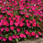 Impatiens solarscape magenta bliss bright pink flower with soft green foliage in the background