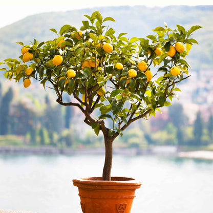 A potted meyer lemon tree with bright yellow lemons and green leaves, set against a blurred background of water and hills.