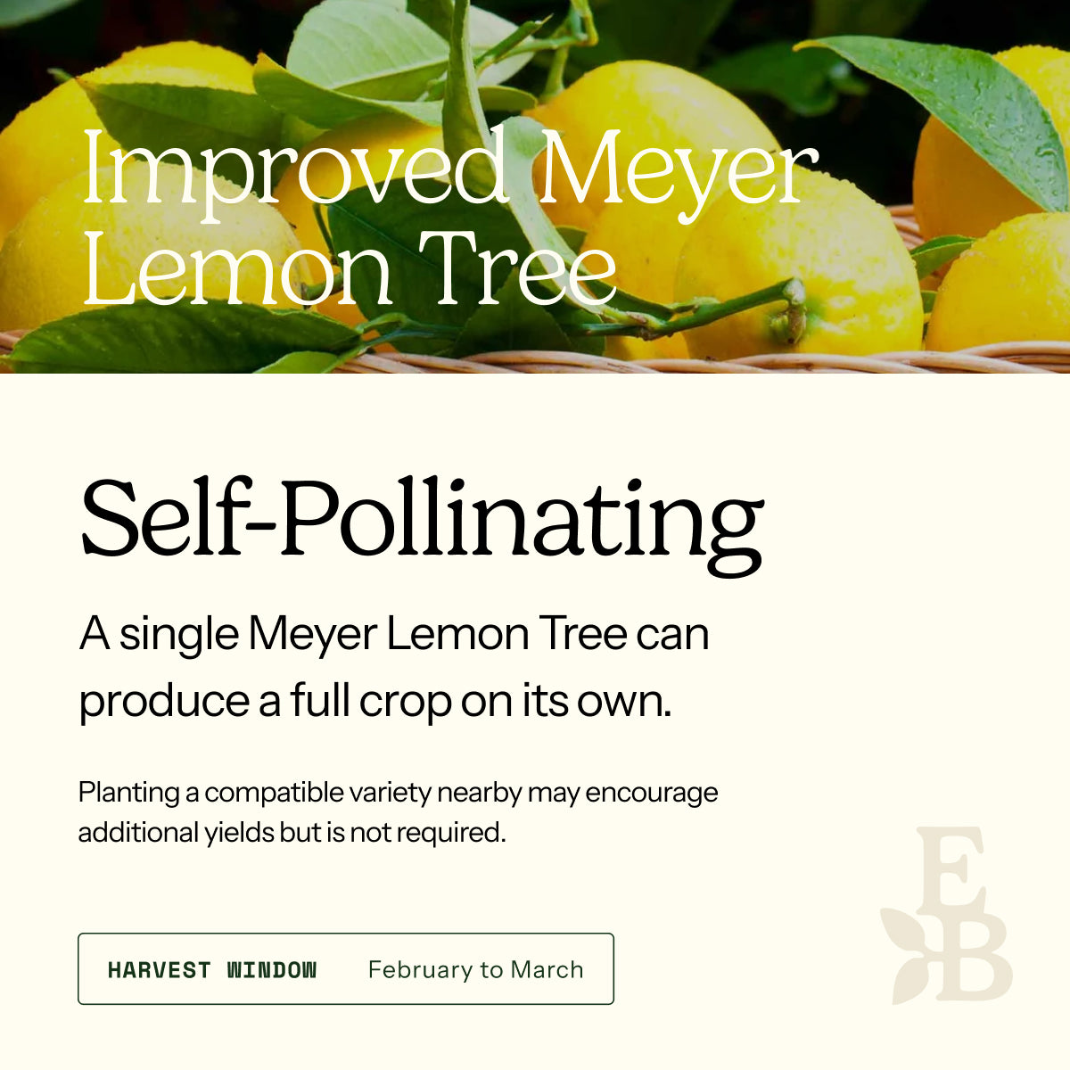 Informational graphic for a Improved Meyer Lemon Tree, featuring a top photo of lemons and text stating it is self-pollinating and produces a full crop on its own.