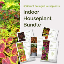 Graphic of indoor houseplant bundle pack displaying a product image and contents of the bundle.
